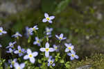 Bluets